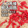Fresh red maggot live bait fishing bait wild fishing magic bait