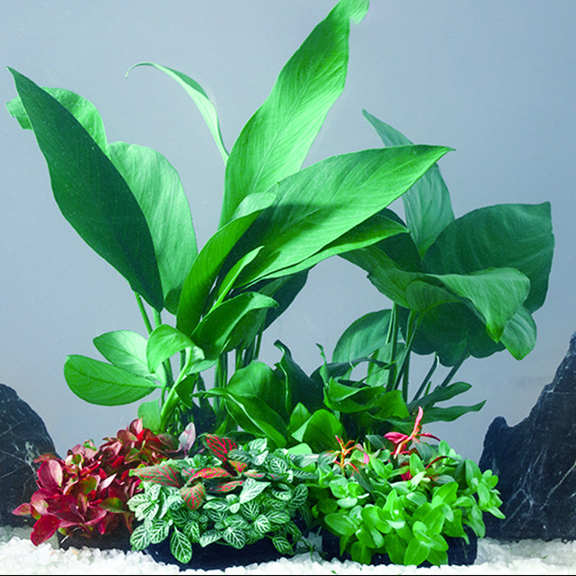 鱼缸水草植物真草活体增氧阴性淡水鱼草新手懒人水榕造景水培坨草,淘宝优惠券,粉丝福利购,淘宝优惠卷