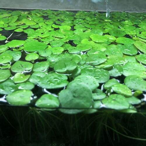 圆心萍浮萍净化水质水培绿植庭院办公室鱼虾龟缸造景增氧漂浮水草 - 图2