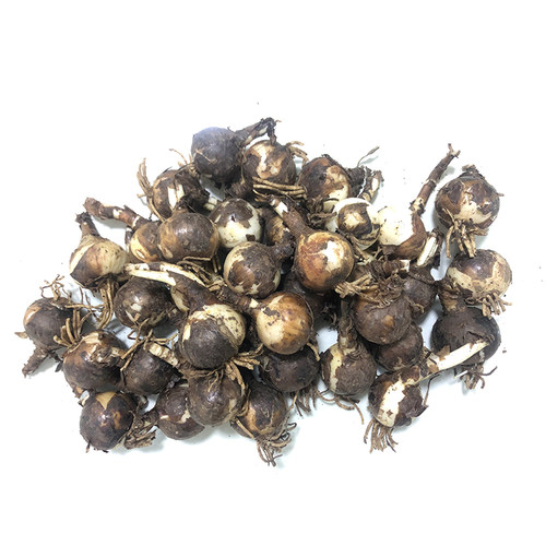 彼岸花球根红色曼珠沙华盆栽花种子红花石蒜水培种球花卉容易成活 - 图2