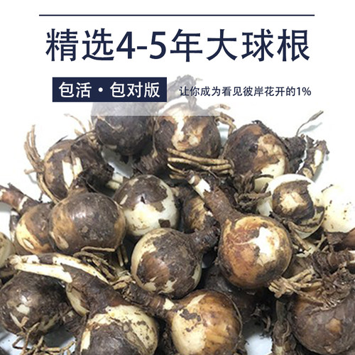 红色彼岸花大种球曼珠沙华盆栽种子红花石蒜花种精选球根容易开花