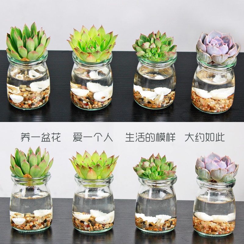 T水培多肉布丁瓶微景观多肉植物组合盆栽diy乐趣绿植