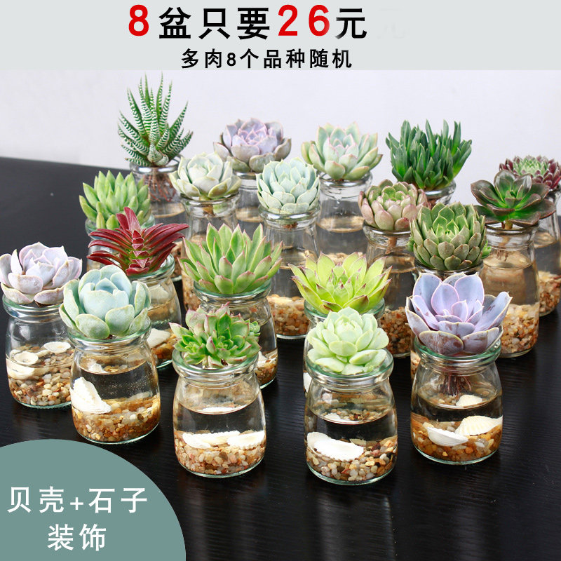 T水培多肉布丁瓶微景观多肉植物组合盆栽diy乐趣绿植