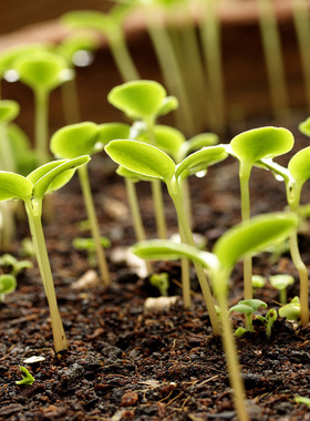 花泥多肉植物营养土大包种花绿萝