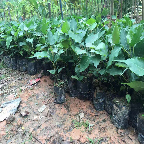 正宗菩提树苗金刚菩提树苗圣树文化瑰宝平安树菩提榕树苗盆栽 - 图2