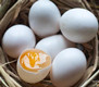 鸽子蛋新鲜20枚包邮优质散养信鸽蛋鸽子蛋孕婴营养辅食天然土特产 - 图1