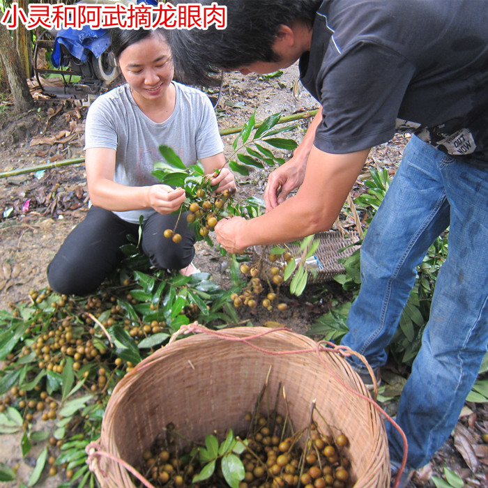 新品桂圆干500g特级博白龙眼干6a特大桂圆散装肉厚核小非福建桂圆 - 图1