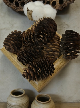 【 薄片松果 】 薄片松果 豆荚娃娃果壳种子风铃DIY天然装饰材料