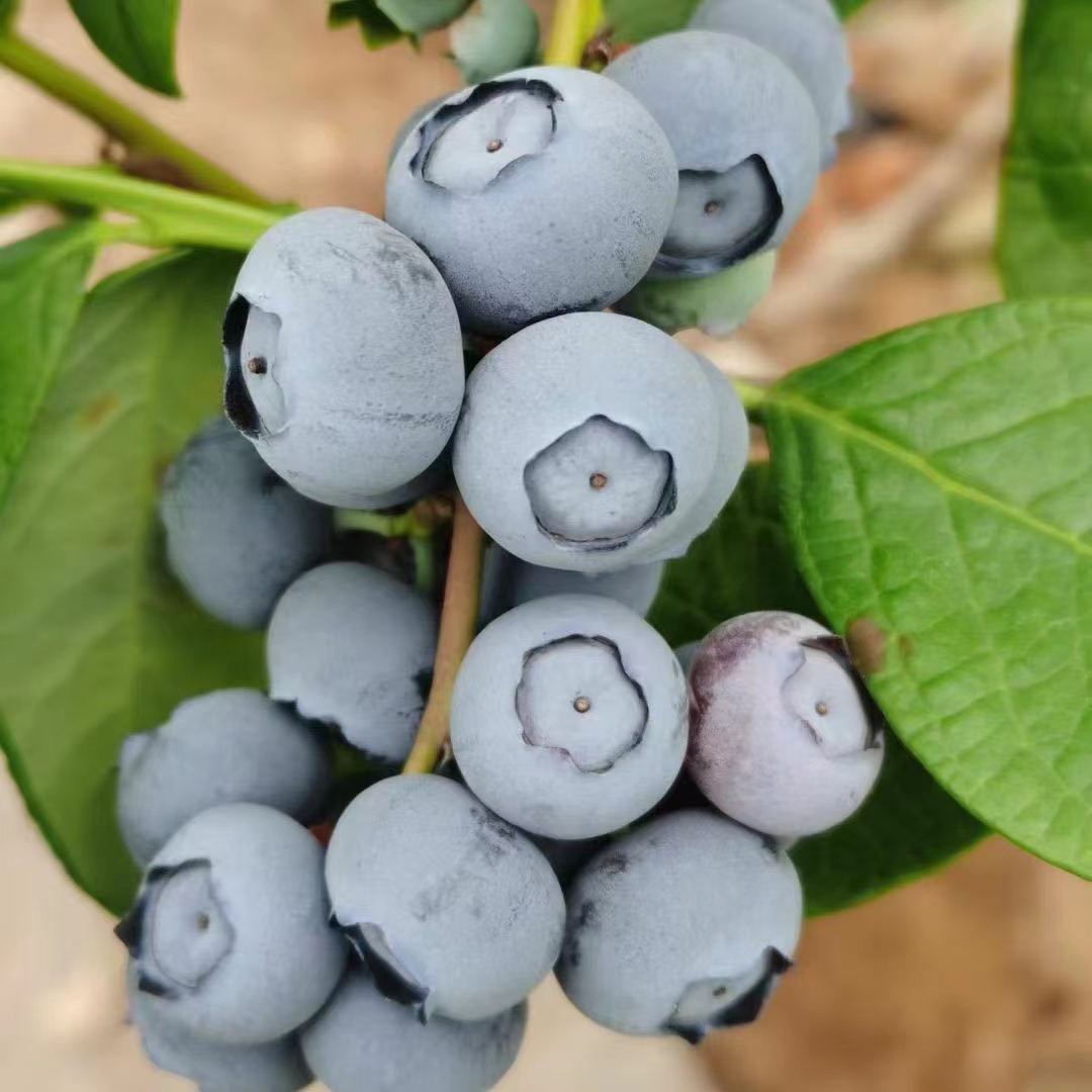 酸甜露天新鲜蓝莓孕妇儿童辅食当季水果现摘现发高原蓝莓果汁果酱