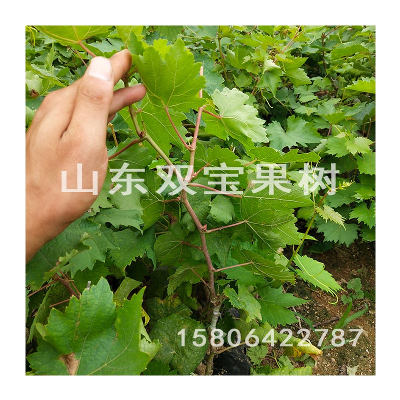 山东平度 莎当妮葡萄苗 霞多丽酿酒葡萄树苗 南方北方种植新品种 - 图3