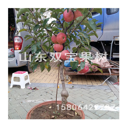 山东嫁接红富士苹果苗烟台富士南方北方种植当年结果苹果树苗 - 图3