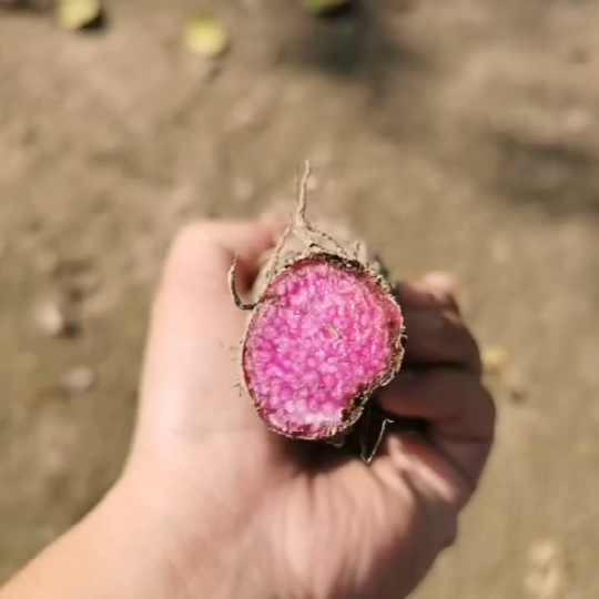 正宗紫玉淮山广西土特产新鲜紫山药紫人参脚板薯农家种植酒店食材 - 图0