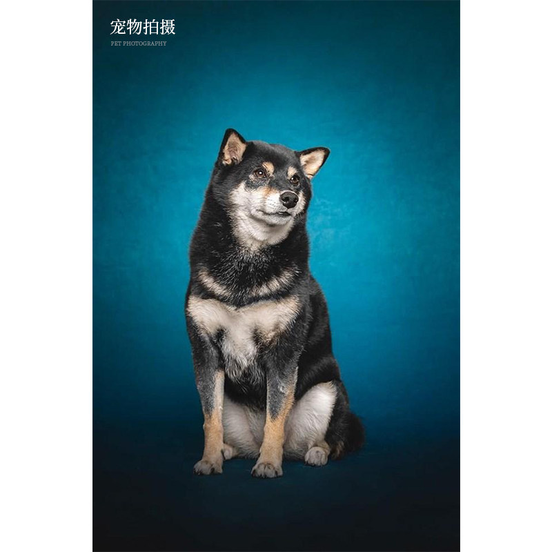 意达欧蓝色油画背景布宠物摄影拍照背景布影楼模特写真背景道具