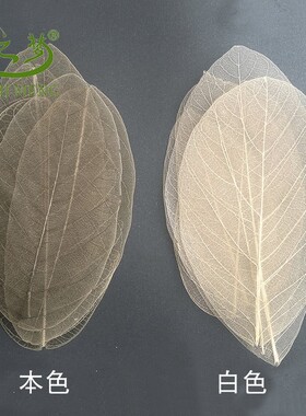 大叶榕树叶标本透明干花装饰材料