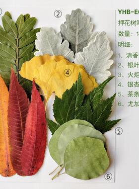 押花树叶标本组合包套装树叶贴画