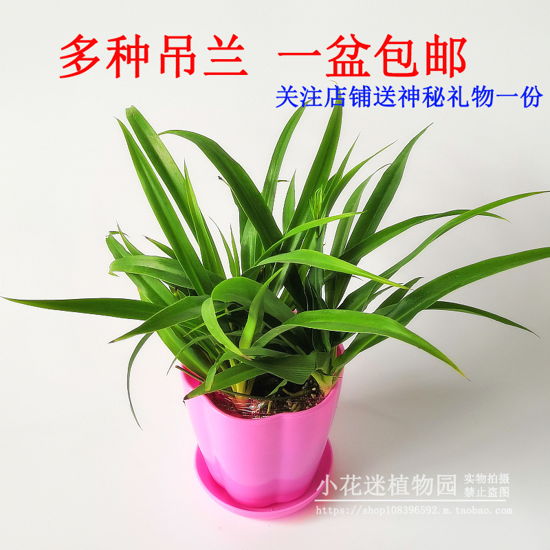 吊兰绿萝盆栽水培垂吊常春藤绿植新房办公室内花卉净化除甲醛-图1