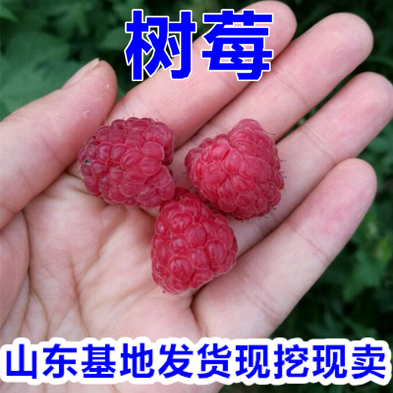 单双季树莓树苗 红树梅黑树莓黄树莓苗南方北方种植当年结果水果 - 图1