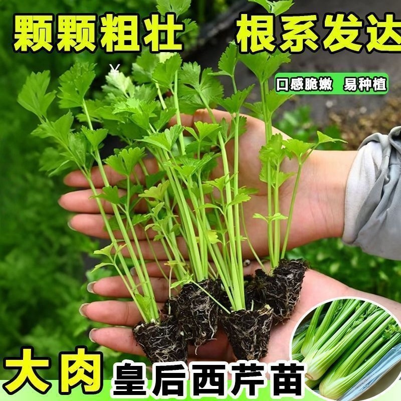 寿光现发芹菜苗西芹苗小香芹苗芹菜苗四季种植盆栽庭院阳台蔬菜苗 - 图2