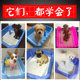 Puppy poops and Teddy sand basin and diaper does not wet the toilet