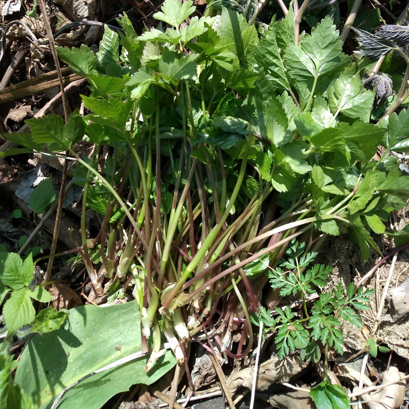 东北特产长白山绿色天然纯野生新鲜山野菜大叶芹山芹菜包饺子包邮 - 图0