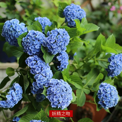 妖精之吻妖精之瞳绣球花盆栽大老桩苗日系品种妖精家族重瓣玫瑰型 虎窝淘