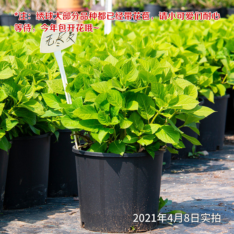 绣球花盆栽花苗无尽夏新娘魔幻革命花园阳台花卉蓝色花球5加仑大