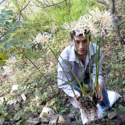 石蒜花种球 绿植白色彼岸花种子 曼珠沙华盆栽 室内四季盆栽花卉 - 图0