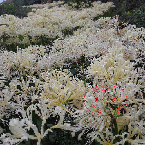 石蒜花种球 绿植白色彼岸花种子 曼珠沙华盆栽 室内四季盆栽花卉 - 图1
