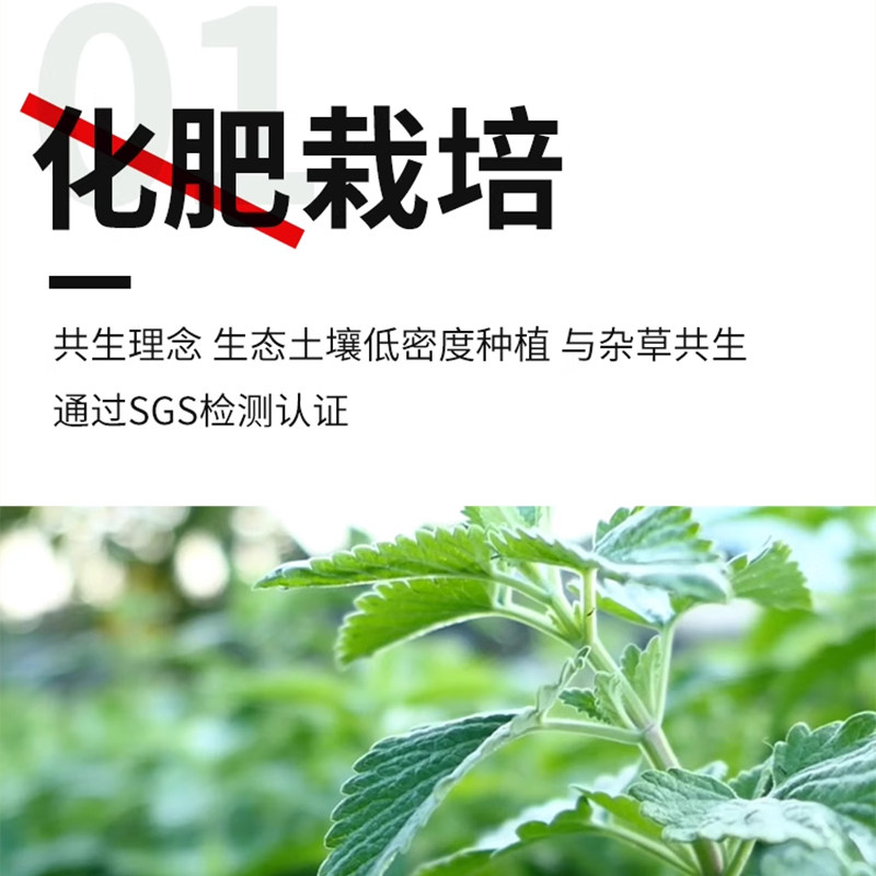 大菠萝宠物 猫咪旺农场木天蓼猫薄荷虫罂果果实 逗猫磨牙棒玩具,淘宝优惠券,粉丝福利购,淘宝优惠卷