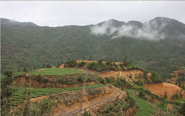 买1送1 新茶铁观音浓香型特级兰花香秋茶 铁观音王茶叶1725乌龙茶