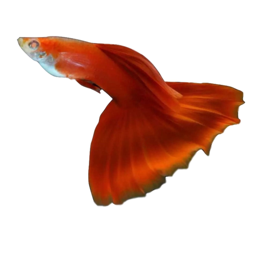 孔雀鱼纯种全红血红美国全红白子活体热带鱼观赏鱼缎带大C种鱼 - 图3