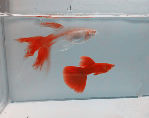 孔雀鱼纯种全红血红美国全红白子活体热带鱼观赏鱼缎带大C种鱼 - 图2