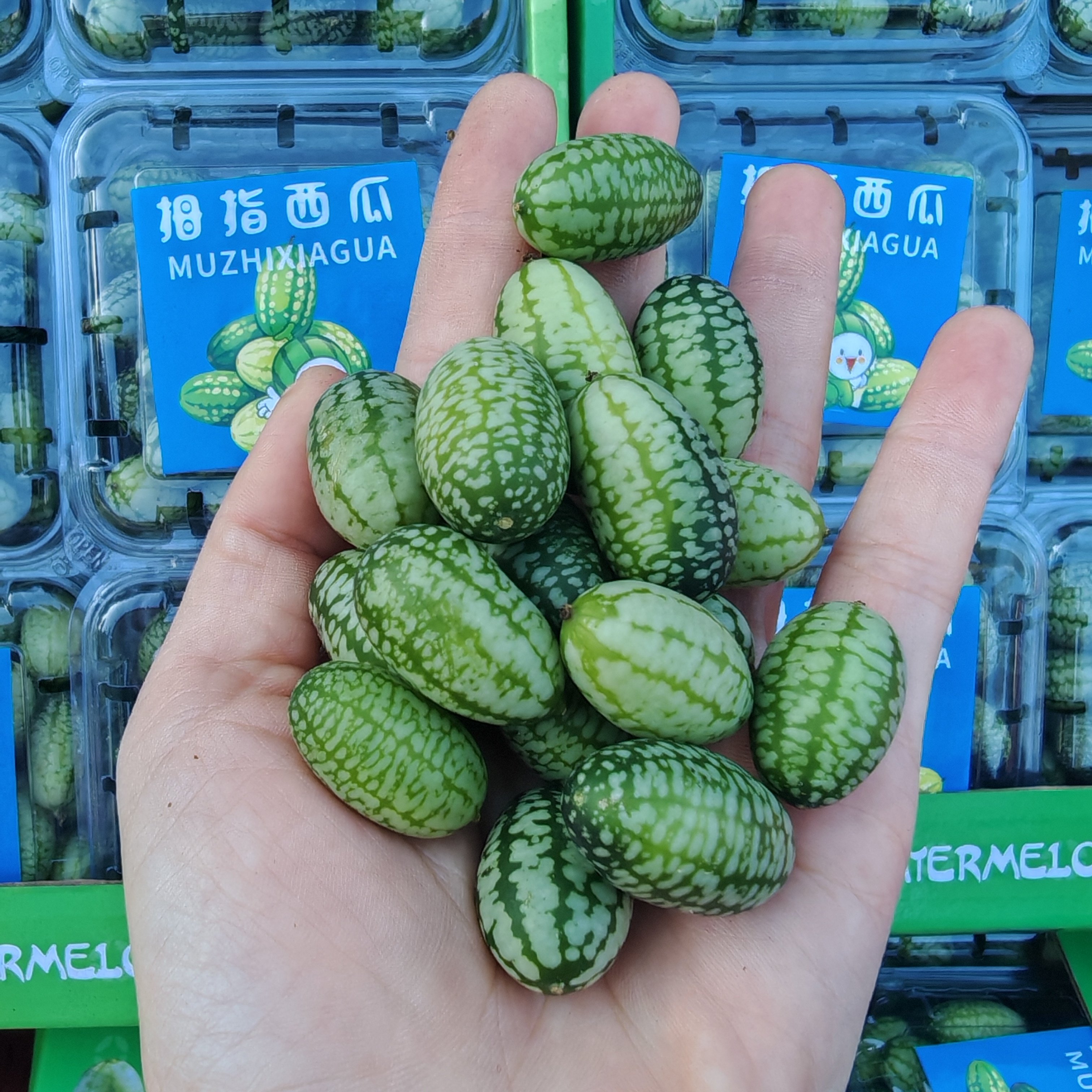 （顺丰包邮）当季现货迷你拇指小西瓜新鲜脆甜多汁小西瓜时令水果,淘宝优惠券,粉丝福利购,淘宝优惠卷