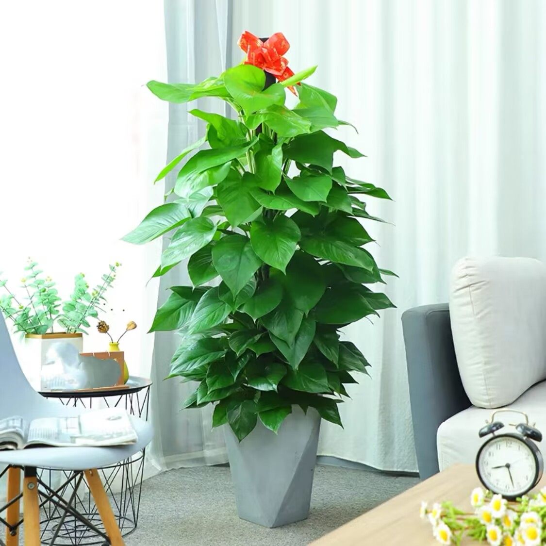 珠海同城绿植盆栽植物室内大叶绿萝柱发财树金钱树净化空气大绿萝,淘宝优惠券,粉丝福利购,淘宝优惠卷