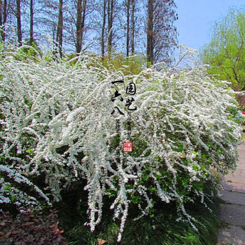 庭院阳台植物喷雪花-香雪梅-雪柳花量大沁人心脾的香味一六八园艺-图0