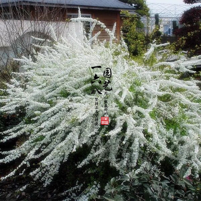 庭院阳台植物喷雪花-香雪梅-雪柳花量大沁人心脾的香味一六八园艺-图1