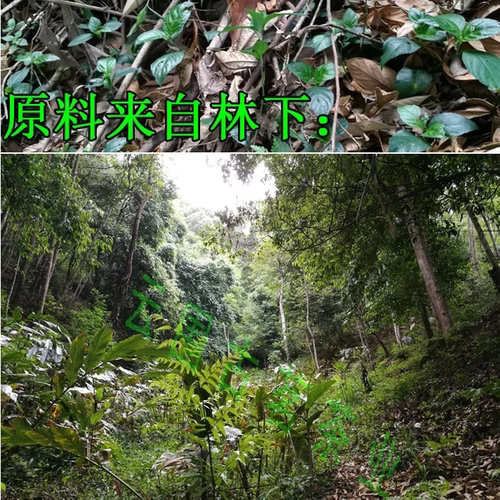 屏边 糯米香叶 散装250克 林下优质料糯香麒麟大口茶配料 - 图3