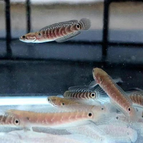 七星鱼幼苗月鳢鱼山斑鱼花星鱼观赏鱼雷龙鱼冷水鱼淡水活体包邮 - 图1