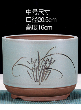 君子兰紫砂花盆发财树三角梅花盆