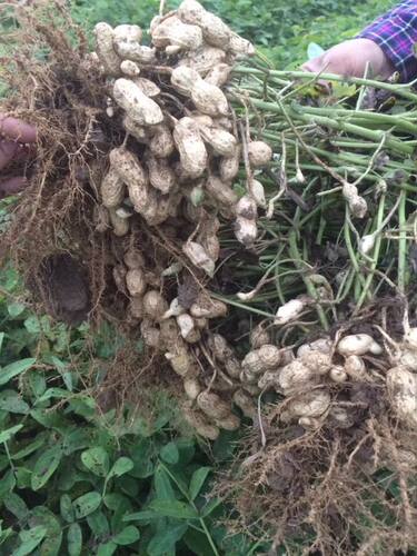 梅州蕉岭农家自种白花生咸干水煮日晒 紫衣烘晒  当季紫花生 包邮 - 图2
