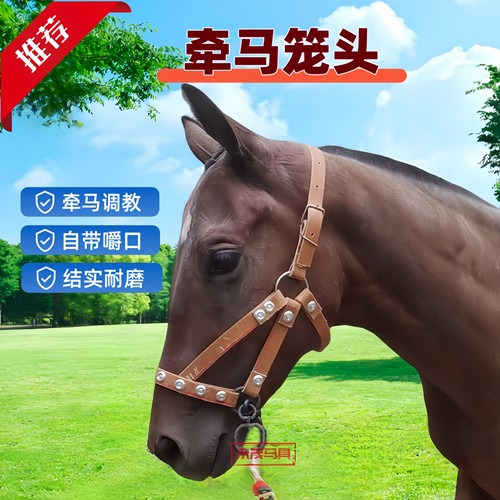 马具马术马笼头马笼套马嘴笼自带嚼子水乐牵马调教马龙头马匹装备 - 图0