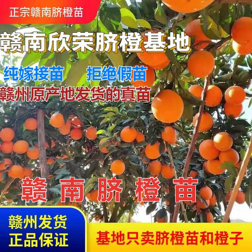 江西赣南脐橙苗嫁接纽荷尔橙子苗卡拉红肉血橙脐橙树苗赣州果树苗 - 图0