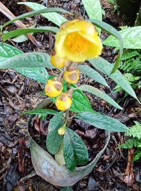 广西防城金花茶盆栽树苗带花苞金花茶盆栽 名贵金茶花苗