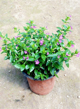 室内外阳台庭院观花绿色植物盆栽