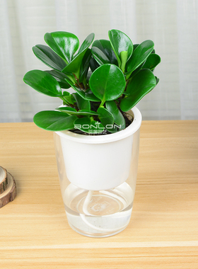 碧玉花卉植物办公室内桌面盆景