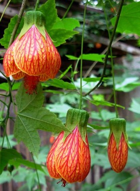 木本扶桑花盆栽苗倒挂金钟风铃