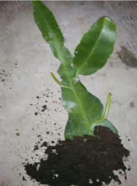 昙花苗 阳台桌面高档盆栽昙花 琼花苗 昙花盆栽 多色昙花带根发货