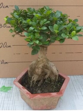 包邮小盆景办公室内栀子花富贵竹