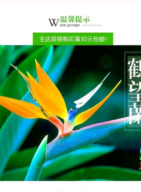 鹤望兰盆栽苗极乐鸟花天堂鸟鹤望兰大苗当年开花鹤望兰苗君子兰苗