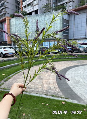 爱情草白色黄色鼠尾草